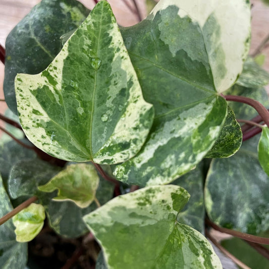 English Ivy