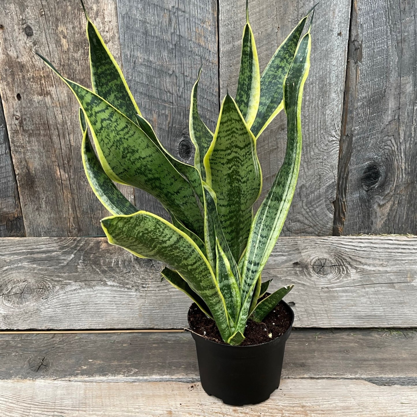 Snake Plant 'Laurentii'