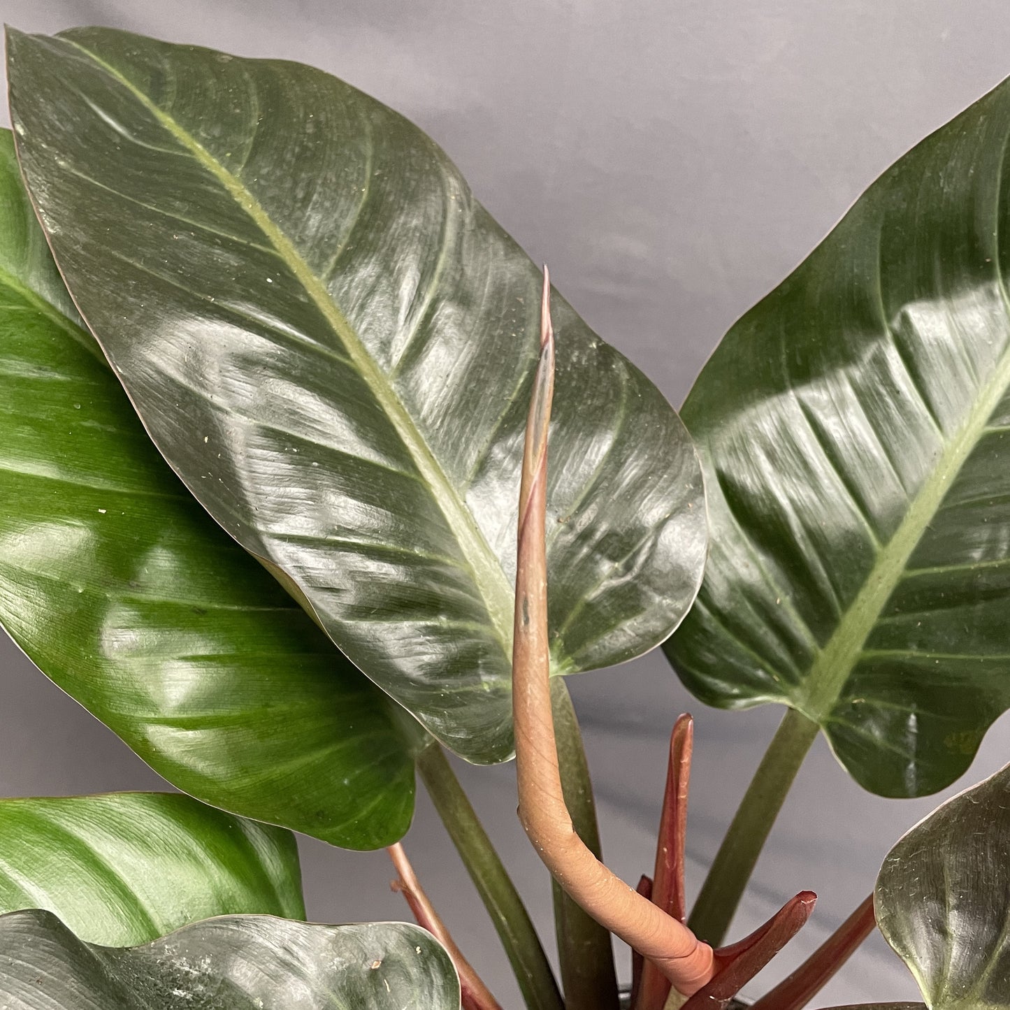 Philodendron McColley's Finale 10" Pot