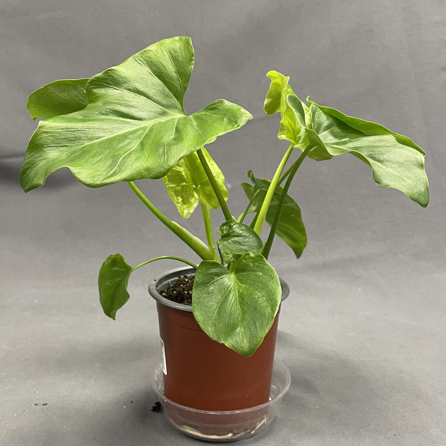 Philodendron 'Selloum'