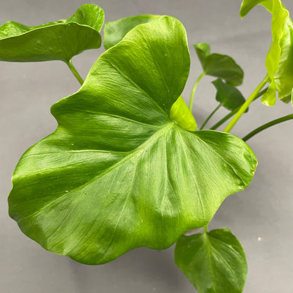Philodendron 'Selloum'