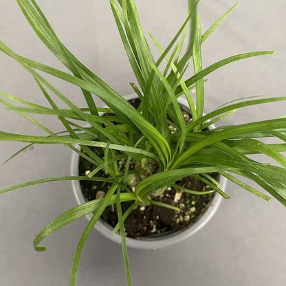 Ponytail Palm