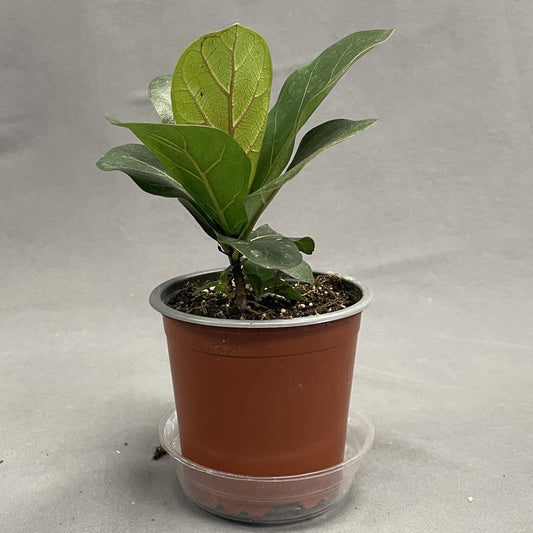 Ficus Lyrata Bush (Fiddleleaf Fig) 4" Pot