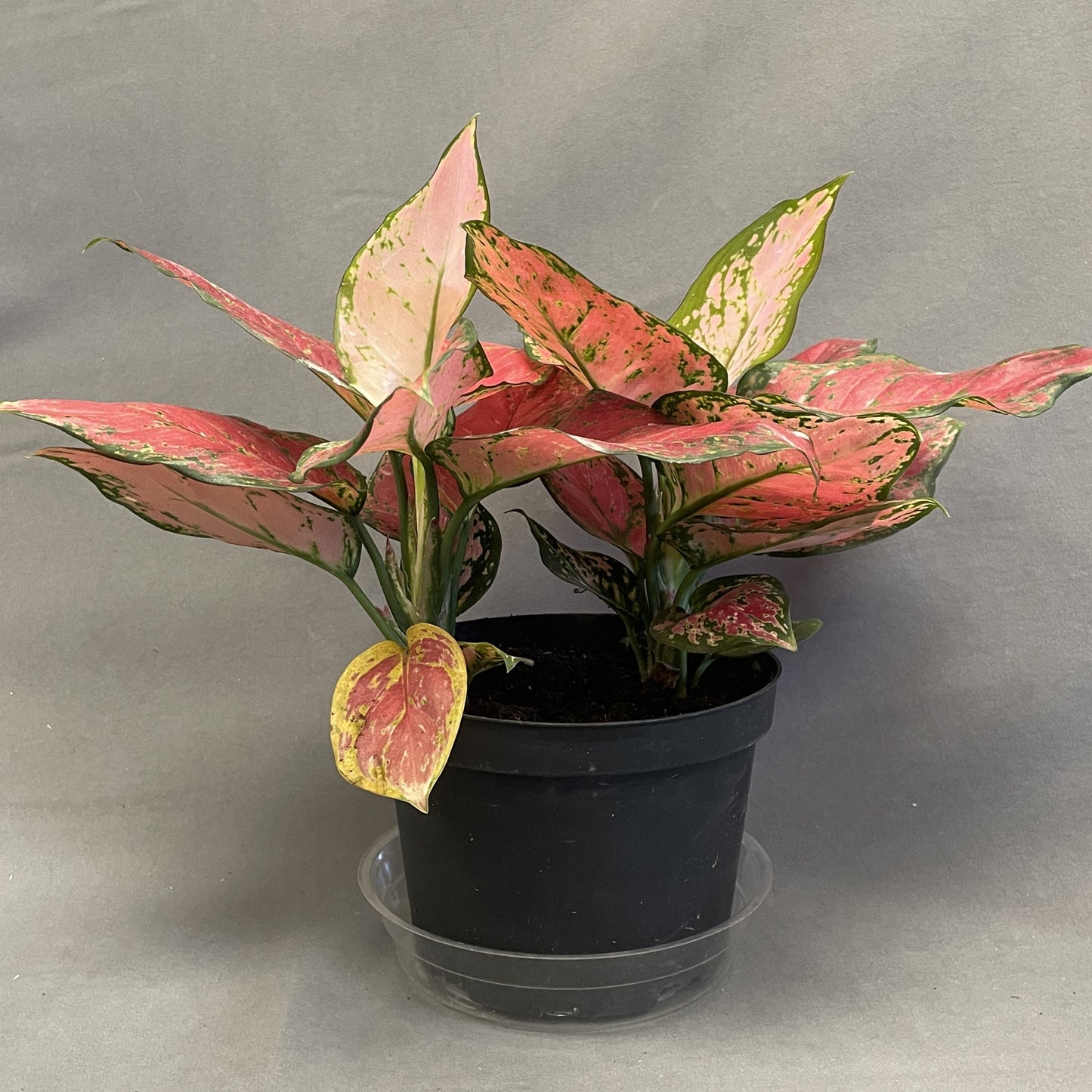 Aglaonema 'Very Red'