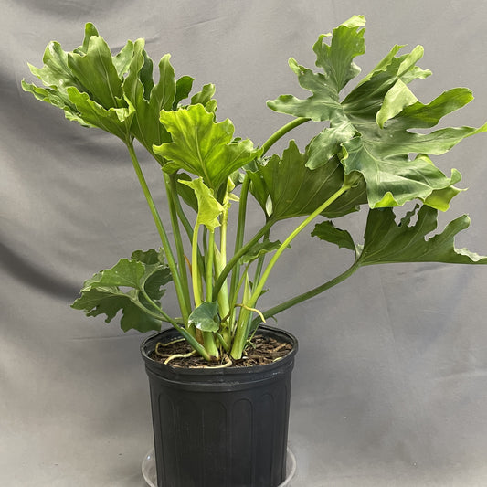Philodendron Hope 10" Pot