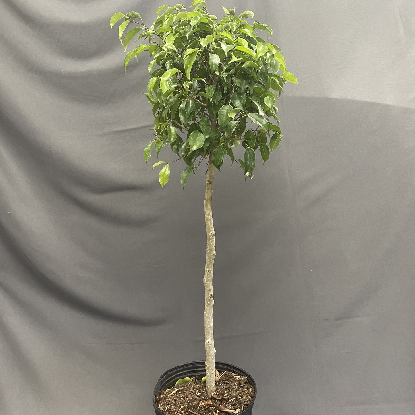 Ficus Benjamina Standard 10" Pot