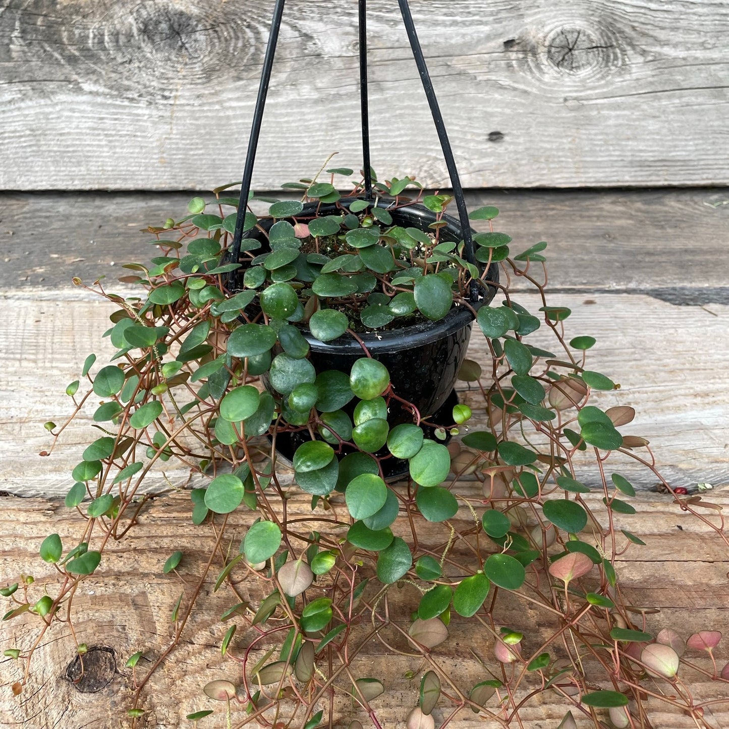 Peperomia 'Pepperspot'