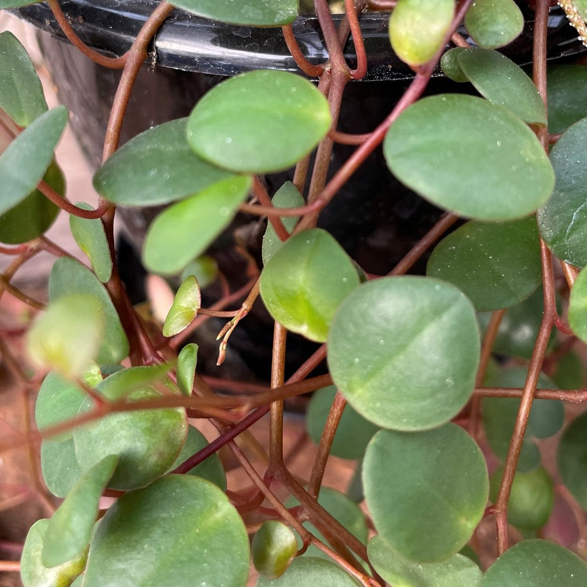 Peperomia 'Pepperspot'