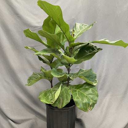 Ficus Lyrata Bush (Fiddleleaf Fig) 10" Pot