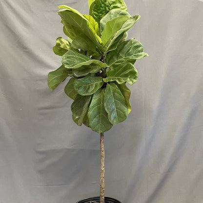 Ficus Lyrata Standard (Fiddleleaf Fig) 10" Pot