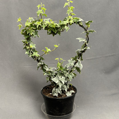 English Ivy Heart Topiary 6" Pot