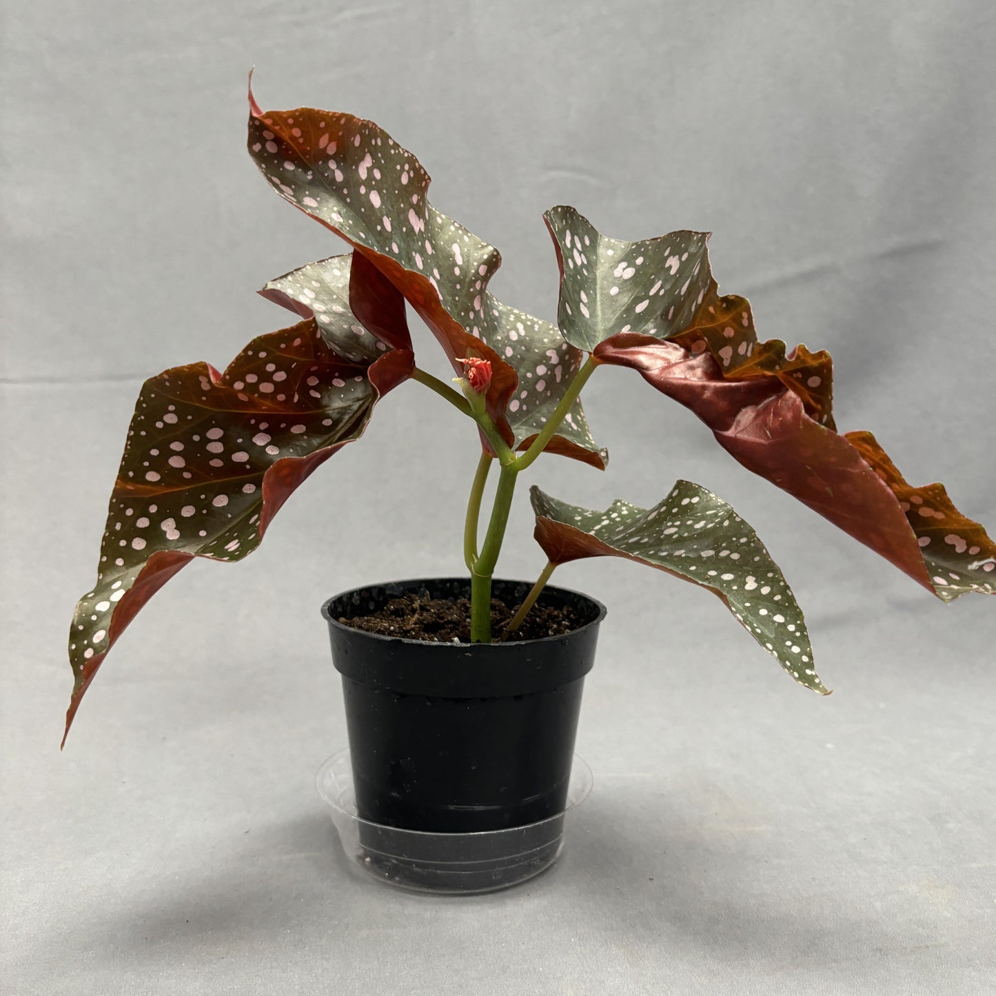Begonia 'Cracklin Rosie'