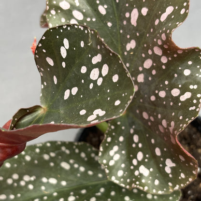 Begonia 'Cracklin Rosie'