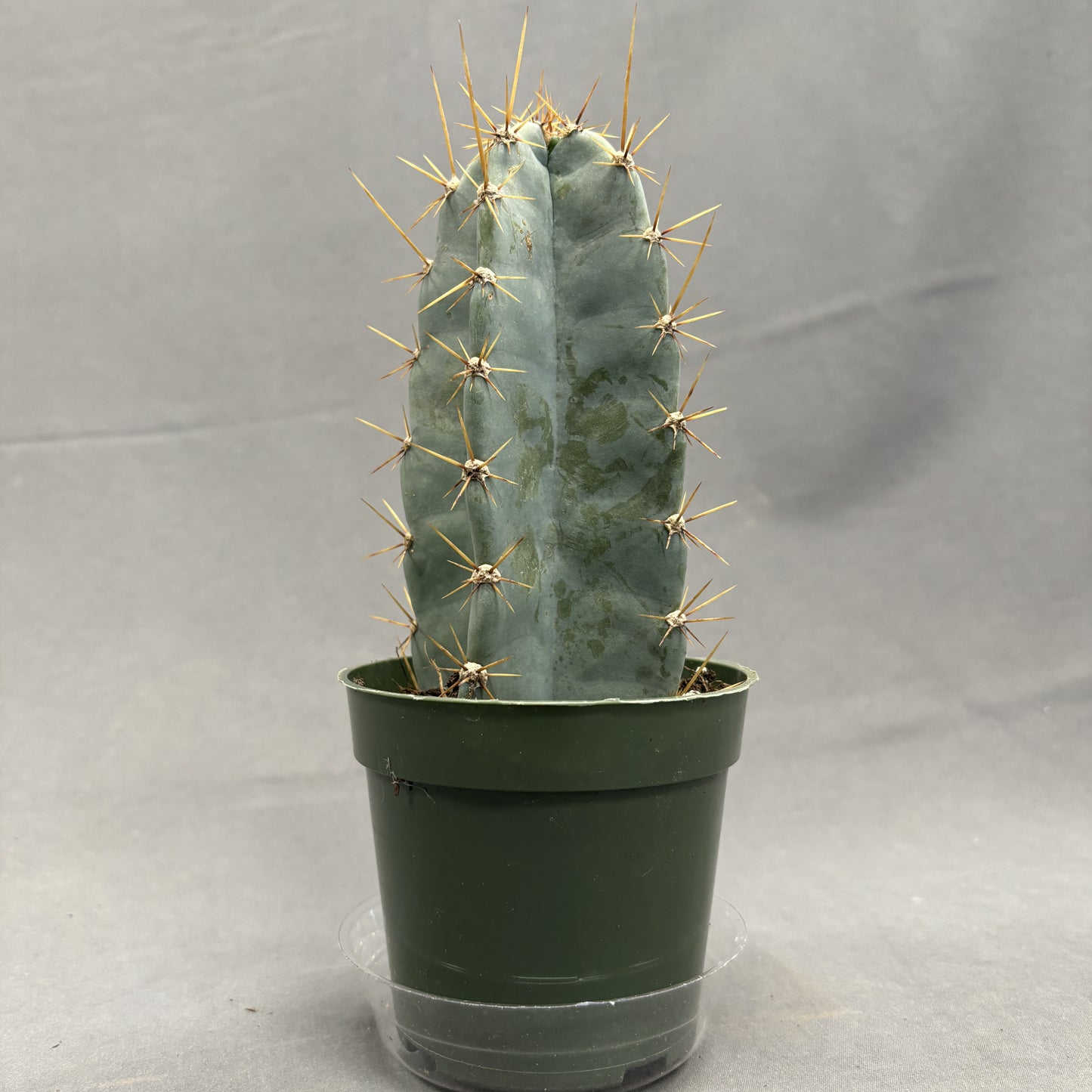 Cactus Cereus Blue 4" Pot