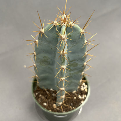 Cactus Cereus Blue 4" Pot