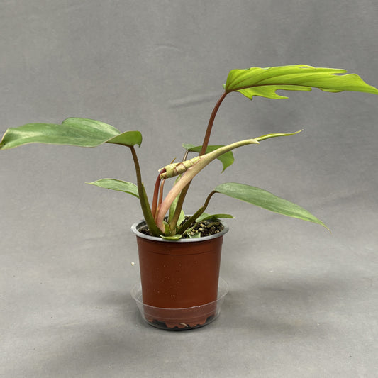 Philodendron Mayoi 4" Pot