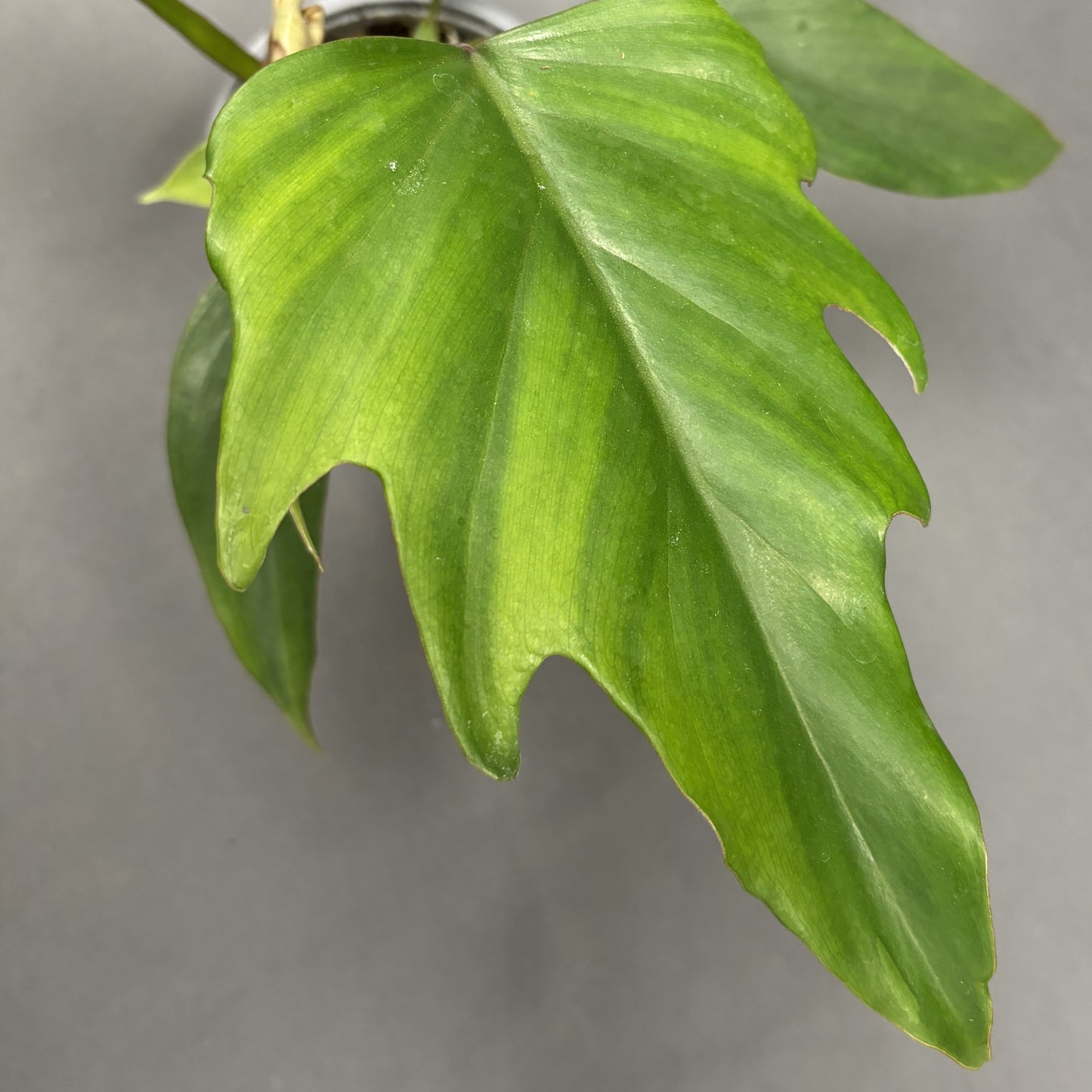 Philodendron 'Mayoi'