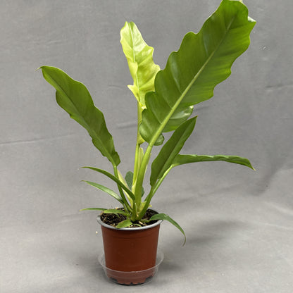 Philodendron 'Narrow Escape'