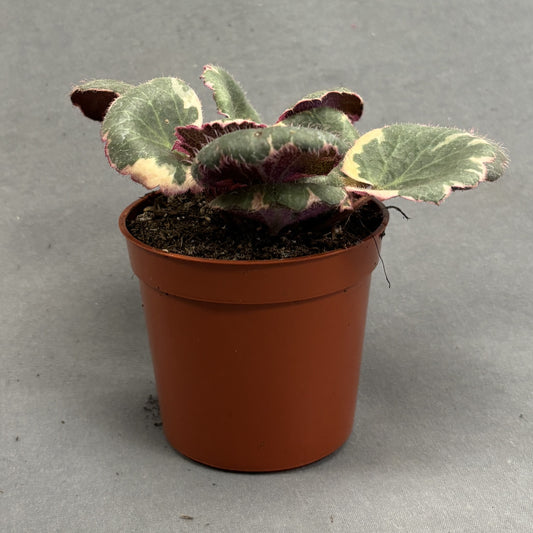 Begonia Strawberry 2.5" Pot