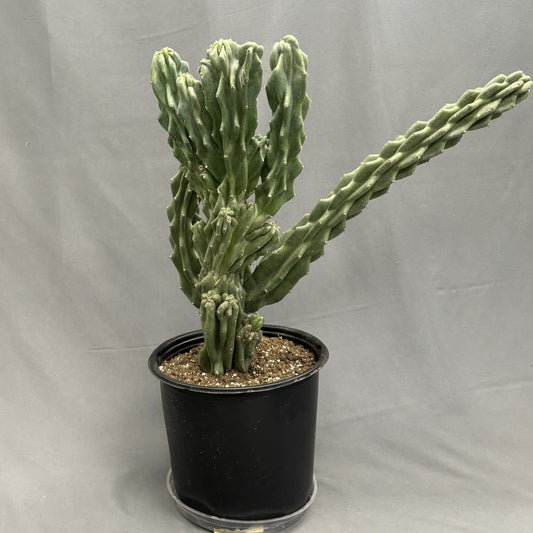 Cactus Cereus Monstrous 10" Pot