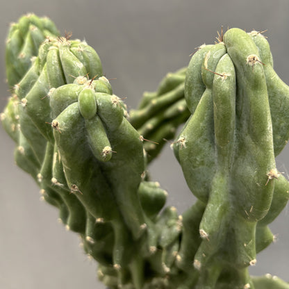 Cactus Cereus Monstrous 10" Pot