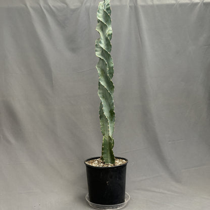 Cactus Cereus Peruvianus 10" Pot