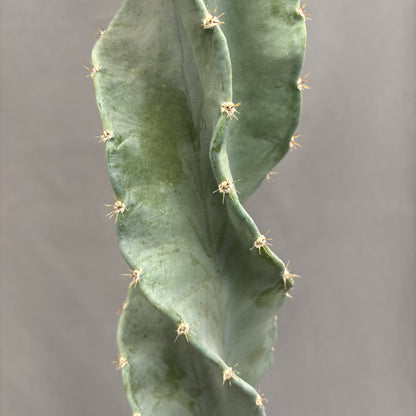 Cereus Peruvianus