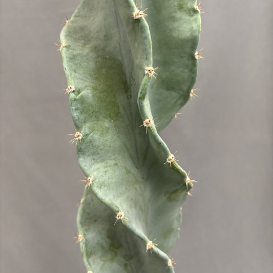 Cereus Peruvianus