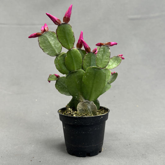 Easter Cactus Assorted 2.5" Pot