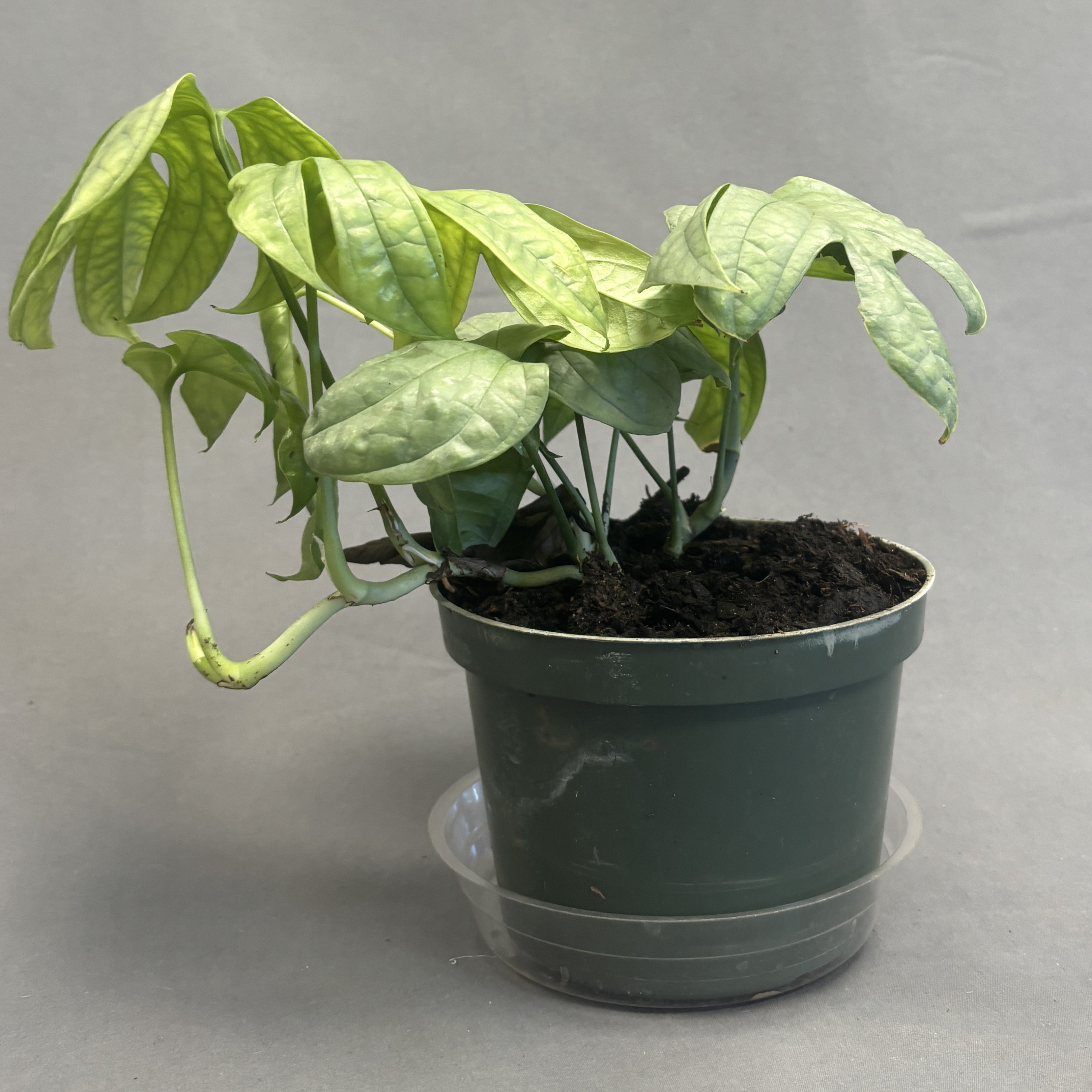 Amydrium 'Silver'