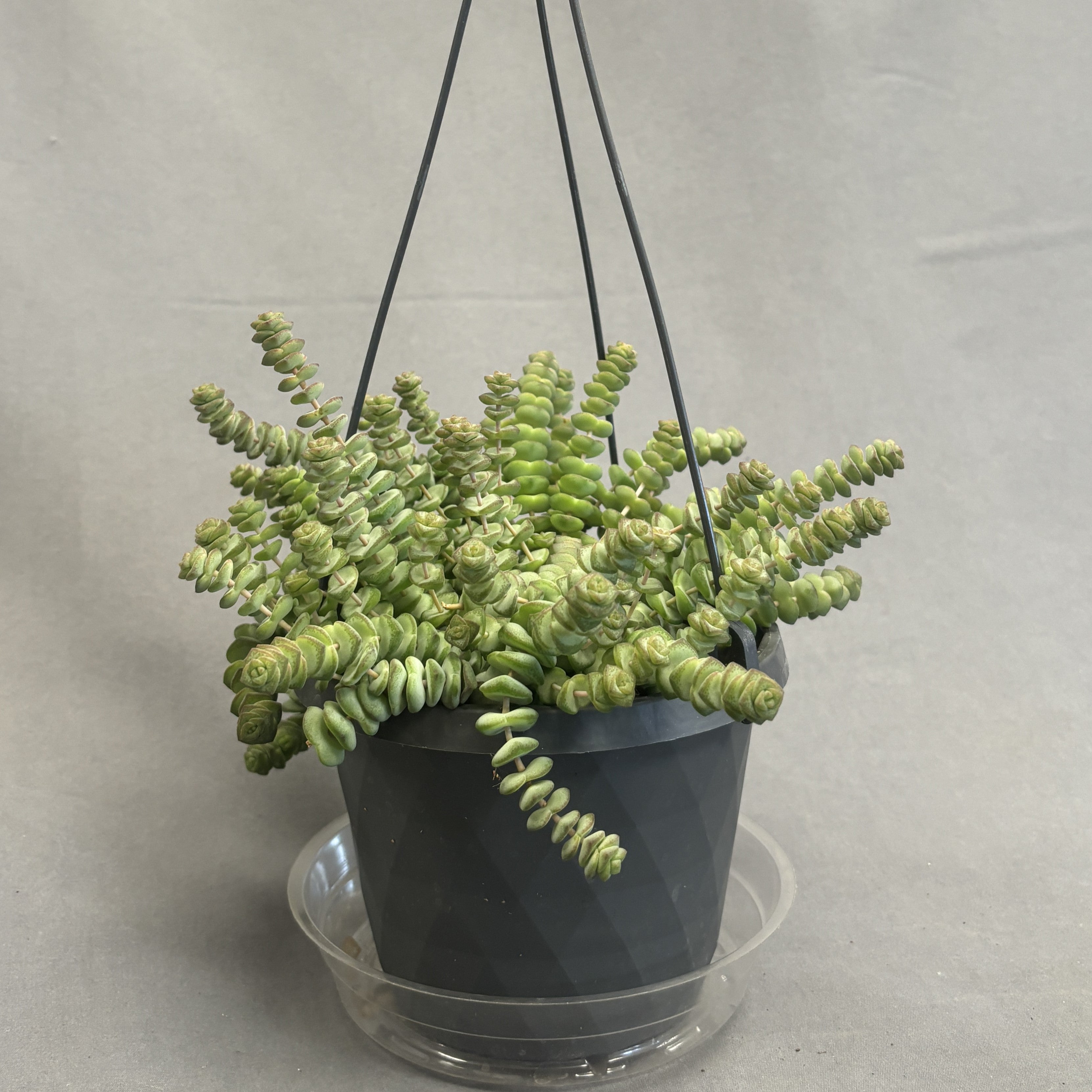Crassula Hottentot