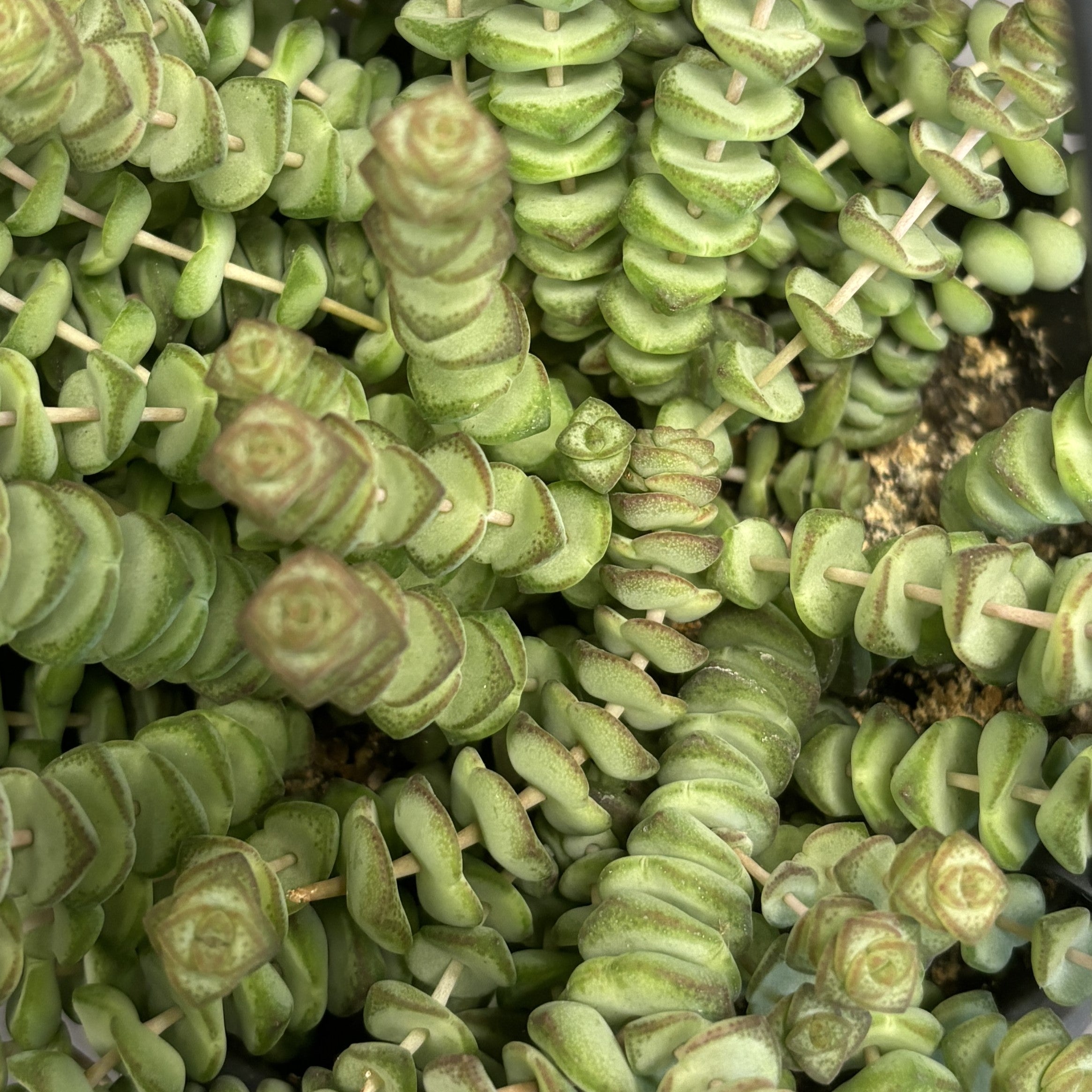 Crassula Hottentot