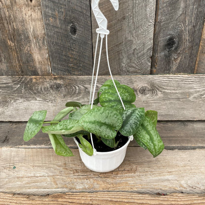 Satin Pothos 'Silver Splash'