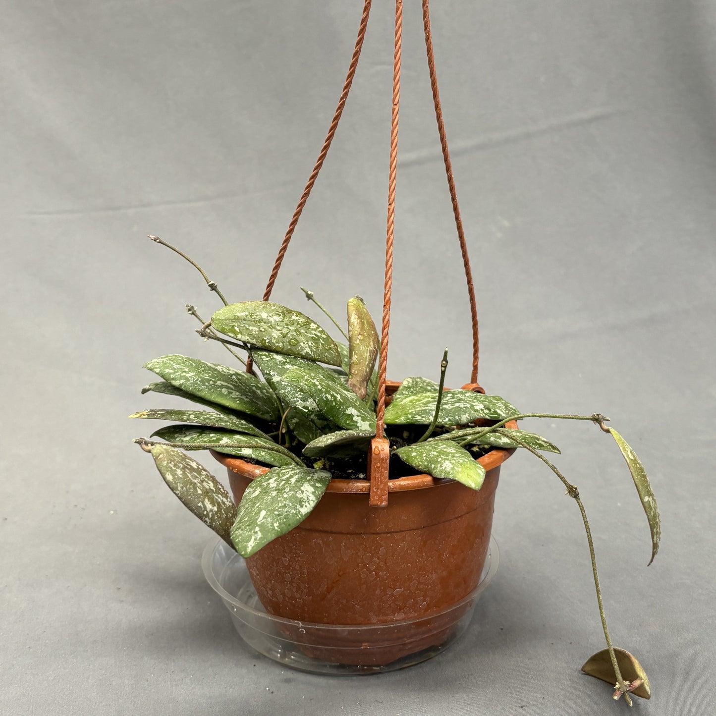 Waxvine