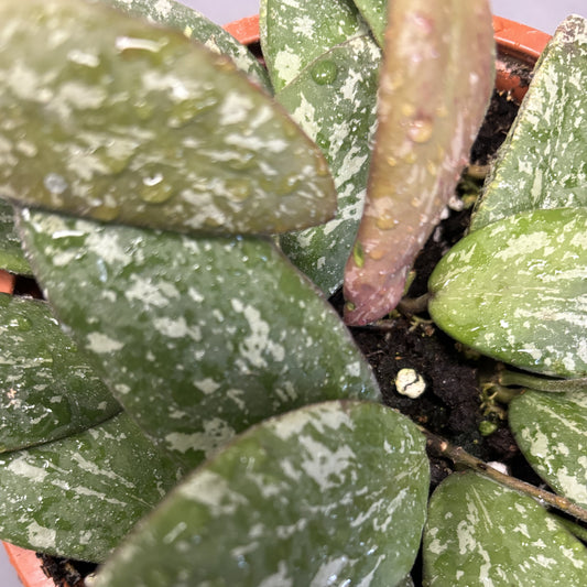 Hoya Sigillatis