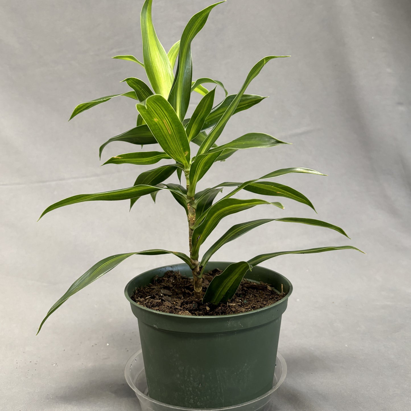 Dracaena 'Song of Jamaica'