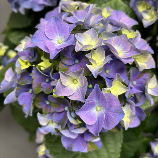 Easter Hydrangea