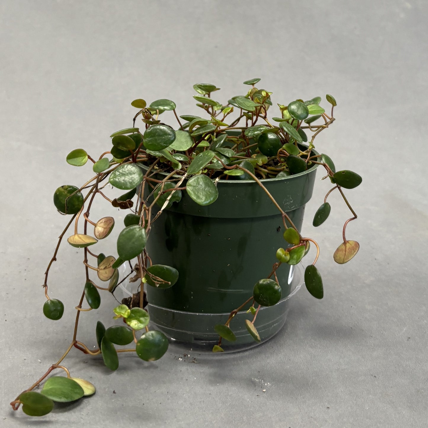 Peperomia 'Pepperspot'