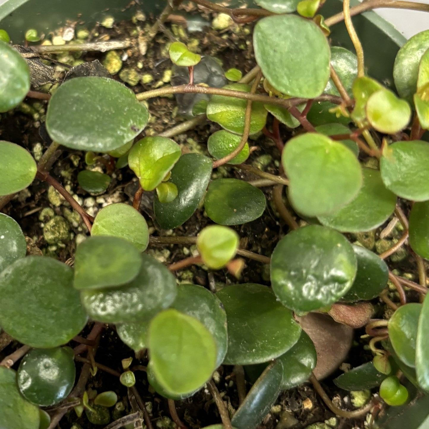 Peperomia 'Pepperspot'