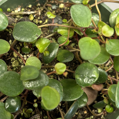 Peperomia 'Pepperspot'