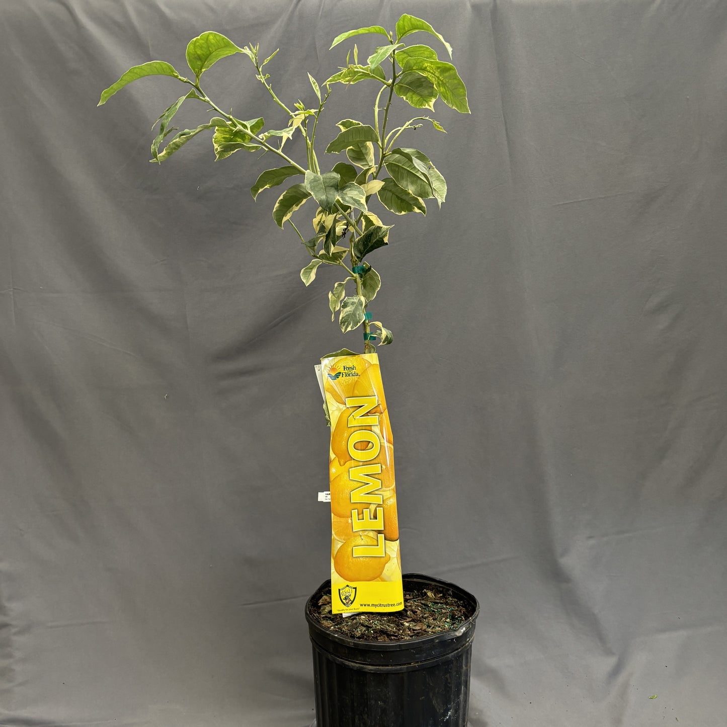 Citrus 'Lemon'