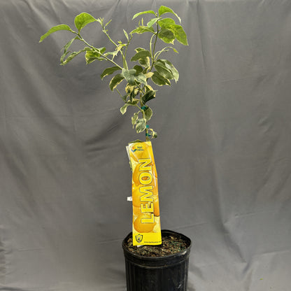 Citrus 'Lemon'