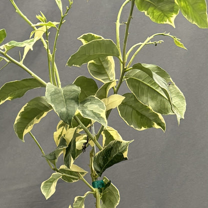 Citrus 'Lemon'