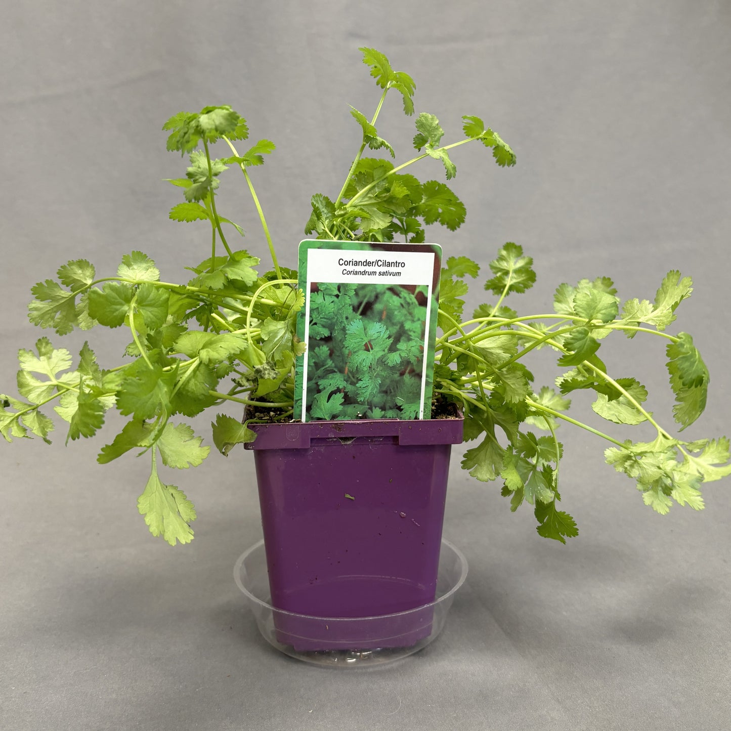 Cilantro/Coriander