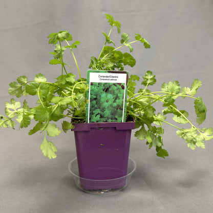 Cilantro/Coriander