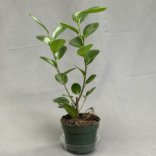 Ficus Moclame 4" Pot