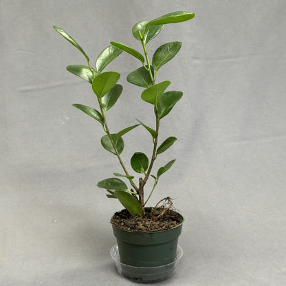 Ficus Moclame 4" Pot