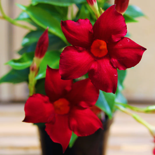 Mandevilla