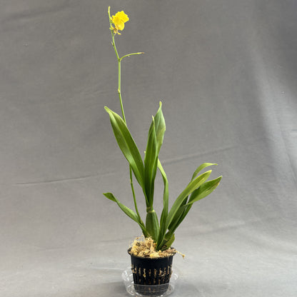 Oncidium Orchid