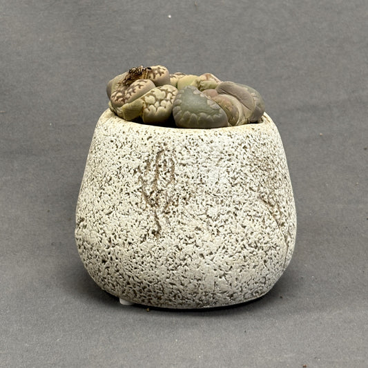 Livingstones (Lithops) with Earthen Marble Pot Assorted 1.5" Pot